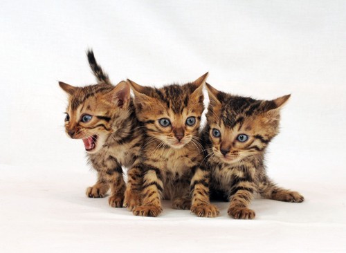3匹のベンガル子猫