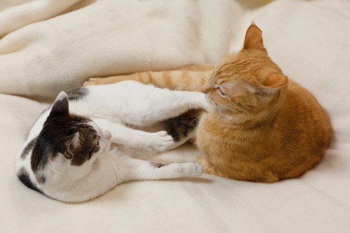 ベッドの上で喧嘩中の二匹の猫