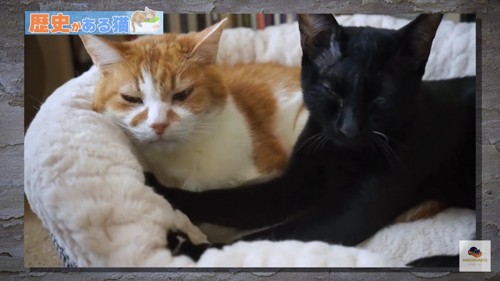 茶白猫と黒猫