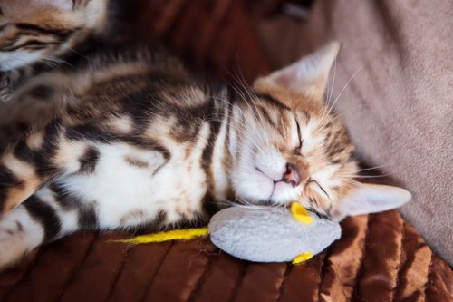 おもちゃと眠る猫