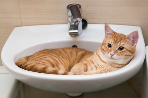 洗面所に居る猫