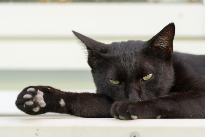 目つきの悪い黒猫