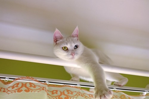 カーテンレール上のオッドアイの白猫