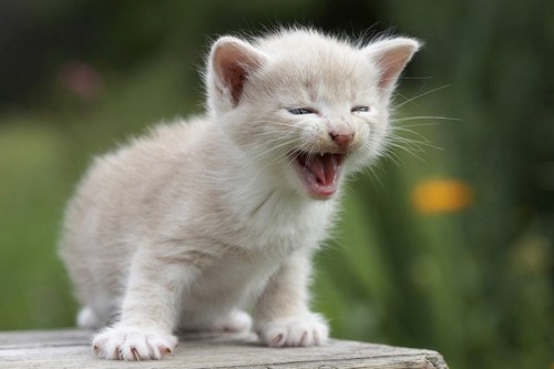 鳴く白い子猫