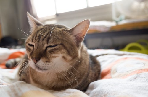 布団の上で目を瞑る猫