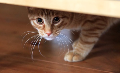 ソファーの下に隠れてこちらを見る猫