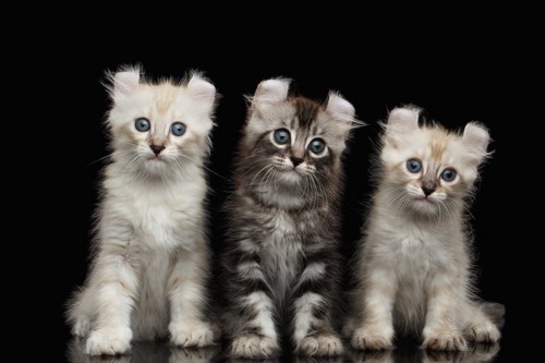 並んで座る3匹のアメリカンカールの子猫
