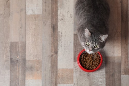 餌のお皿を前に見上げる猫