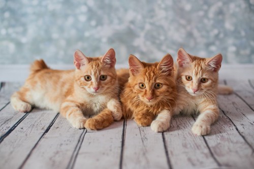 3匹のアメリカンボブテイルの子猫