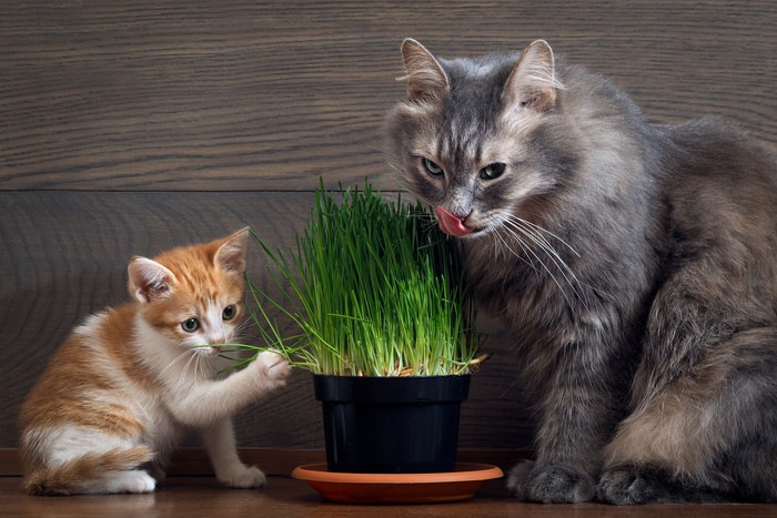 猫草を食べる子猫と長毛猫