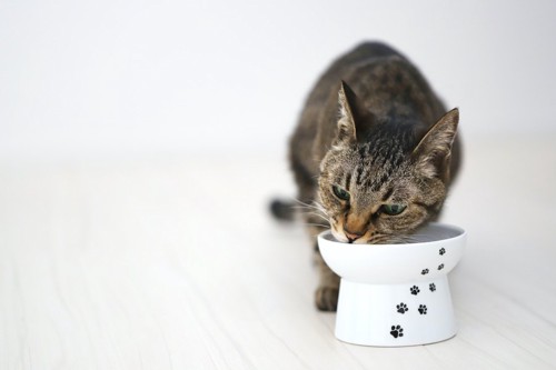 フードボウルからごはんを食べている猫