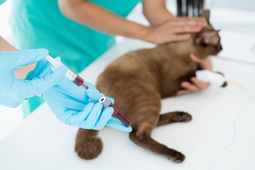 血液検査中の猫