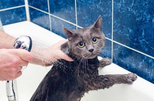 シャワーをされる猫
