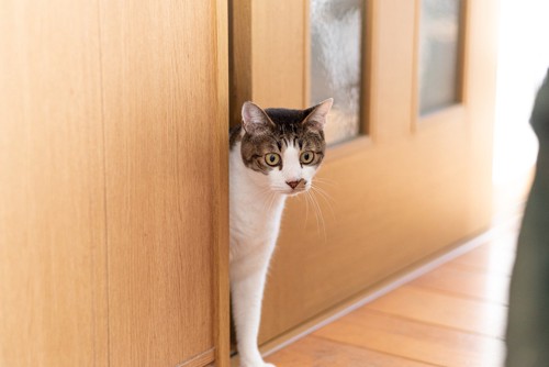 ドアの隙間から出てくる猫