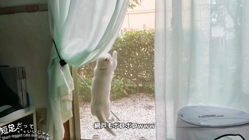 網戸ｗよじ登る猫