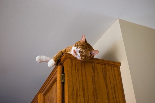 棚の上に乗っている猫