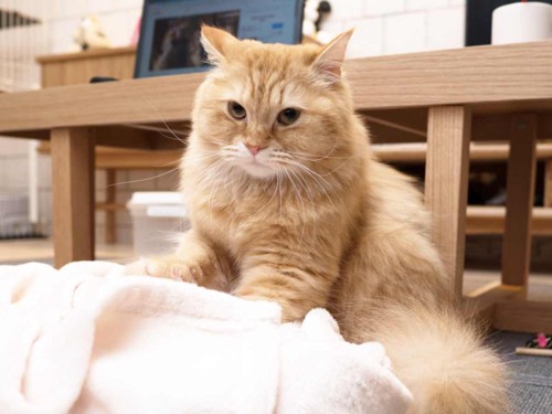 毛布をふみふみする猫