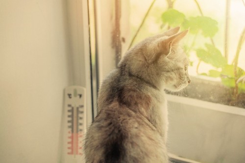 温度計と外を見つめる猫