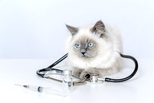 猫と医療用具