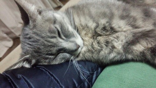 腕枕をされている灰色猫