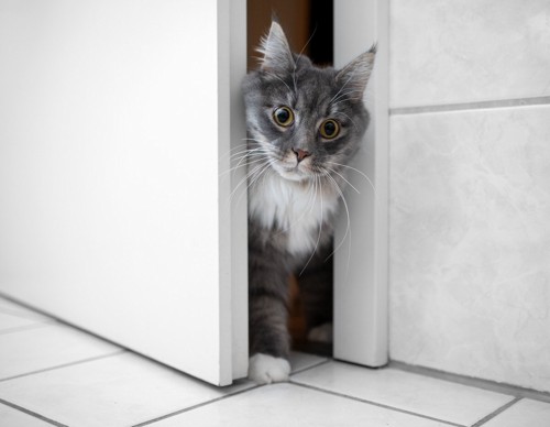 ドアの隙間から顔を出す猫