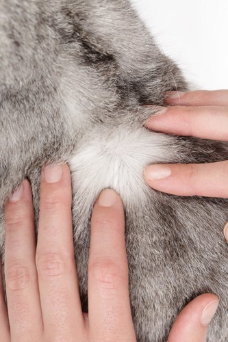 手によって触れられる猫の被毛
