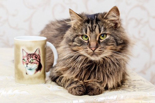 猫とマグカップ