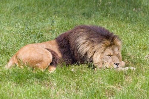 眠そうなライオン