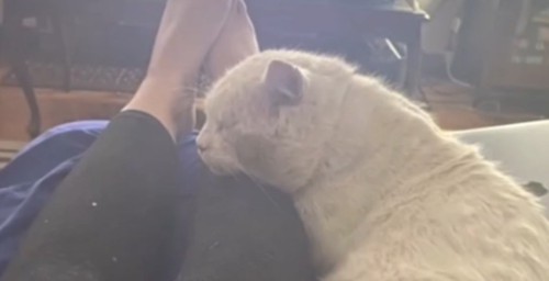 ソファの上で女性の足に頭を乗せる白猫
