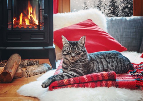 暖炉の前にいる猫
