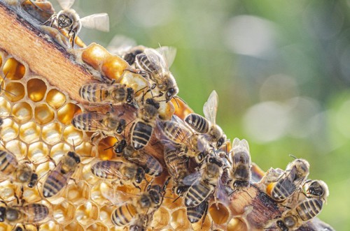 蜂と蜂蜜