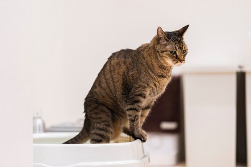 トイレのフチに乗る猫