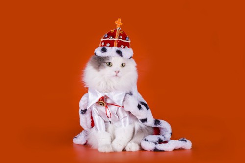 王様コスチュームの猫