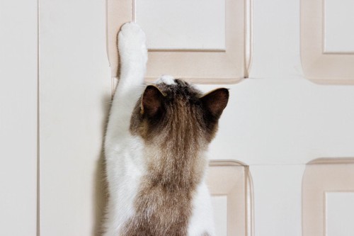 ドアに手をかける猫