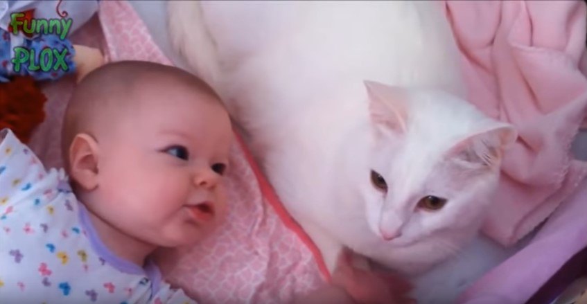 白猫と乳児