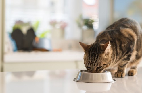 ステンレスのお皿でごはんを食べている猫