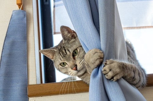 カーテンにつかまる猫