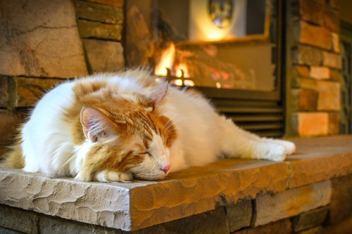 暖炉の前に寝る猫