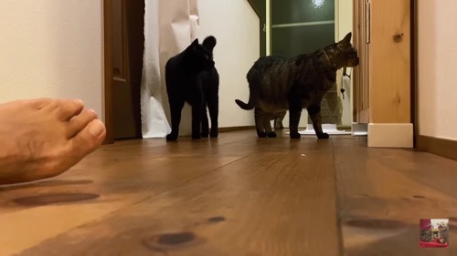 左に黒猫、右にキジトラ