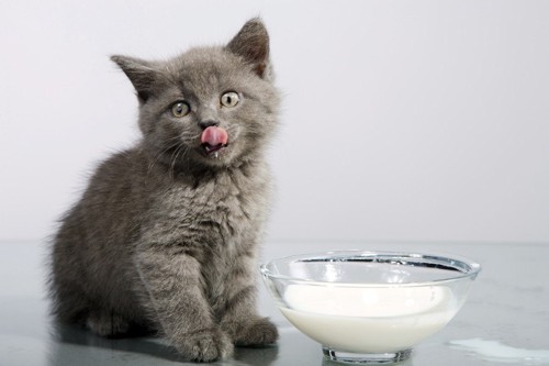 ミルクの入ったボウルの前で舌を出す子猫