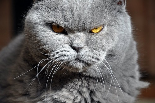 怒っていそうな猫