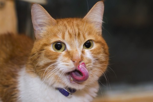 舌の長い猫