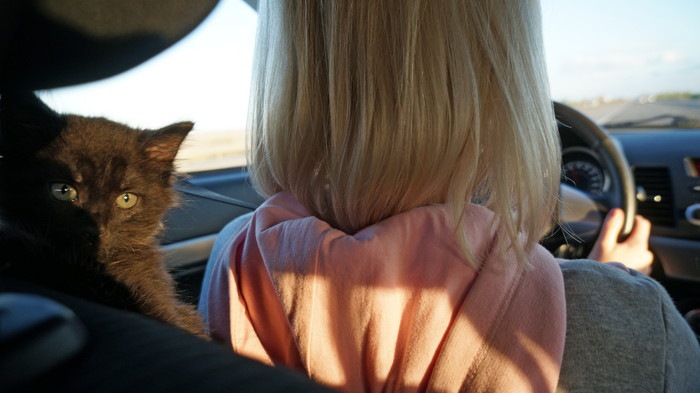 車を運転する女性と猫