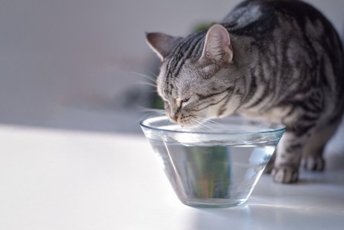 大きなボールで水を飲む猫