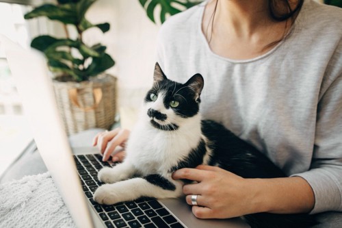 パソコンの前に座る猫と女性