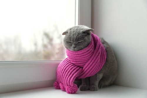 寒そうな猫