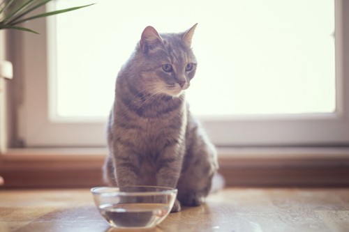 水を前に座る猫