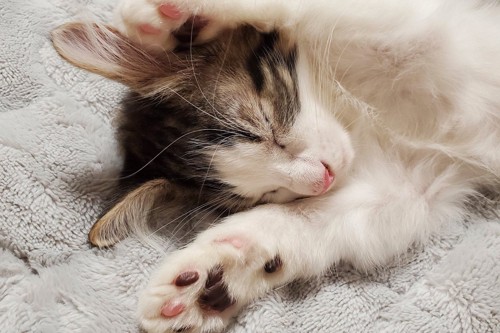 両手を伸ばして寝る猫