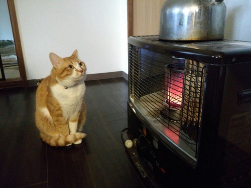 ストーブで温まる猫