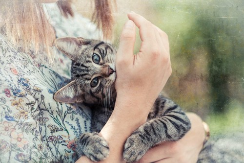 人間の手に抱きつく猫